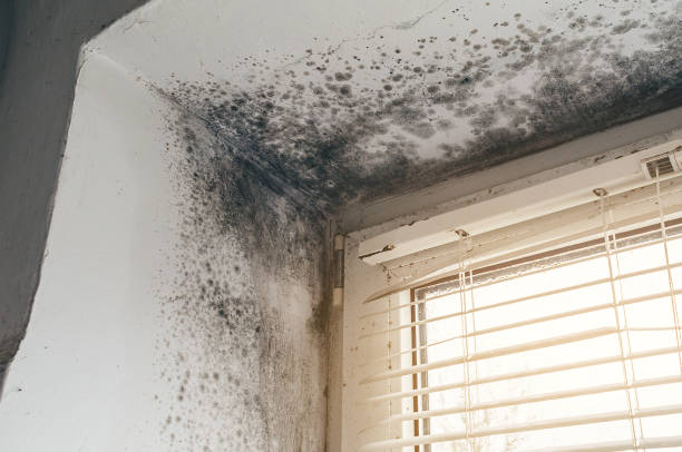 Affordable Hvac And Air Duct Mold Remediation solutions in Medina, WA